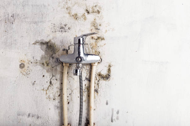 Best DIY Mold Remediation Support Services in Newton, TX