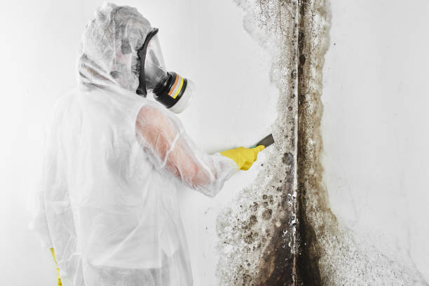 Best Black Mold Remediation in Newton, TX