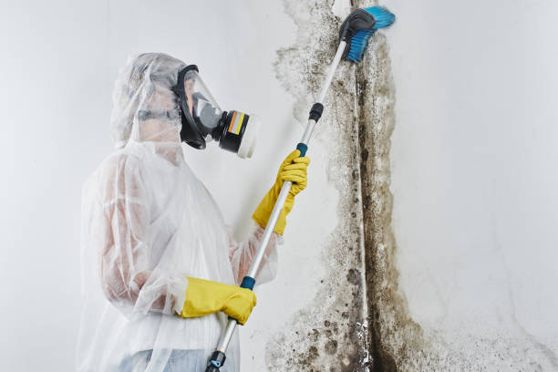 Best Bathroom Mold Remediation in Newton, TX