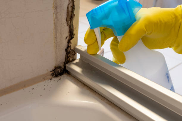 Best Mold Testing and Inspection Services in Newton, TX