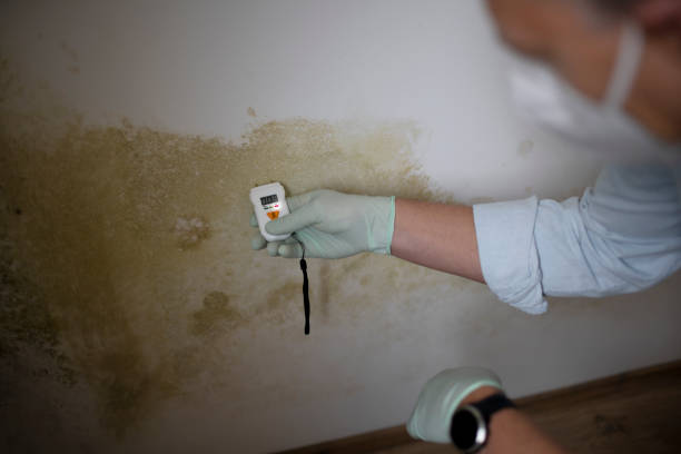 Best Commercial Mold Remediation in Newton, TX