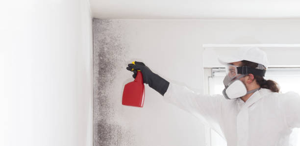 Best Commercial Mold Remediation in Newton, TX