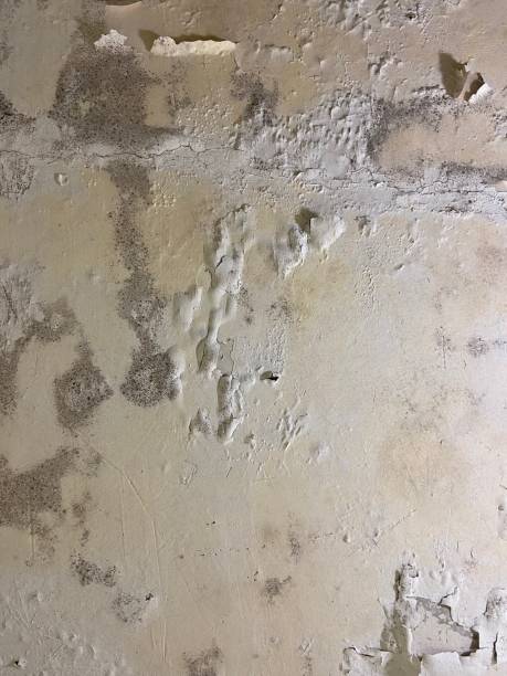 Trusted Newton, TX Mold Remediation Experts
