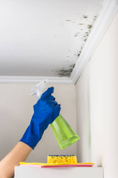 Best White Mold Remediation in Newton, TX